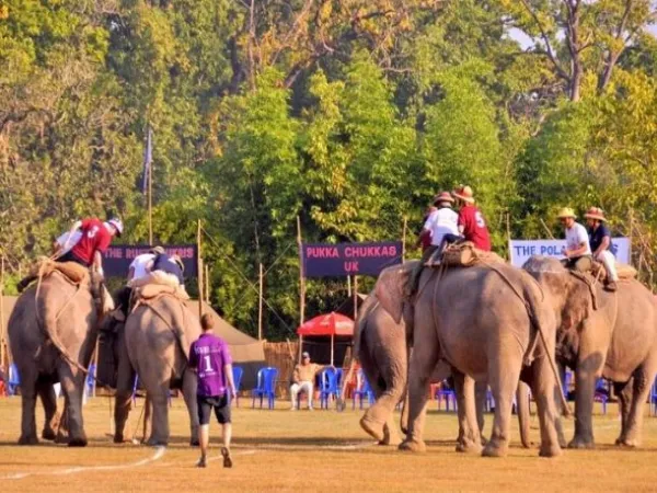 Elephant Polo In Nepal
