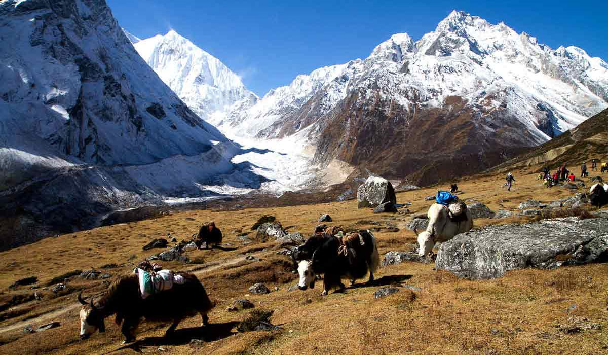 at manaslu with yaks grazing